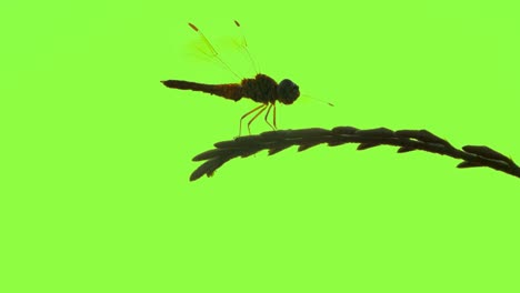 dragonfly flying catch on tree in beautiful green screen