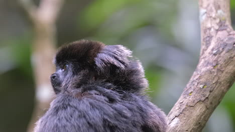 A-Goeldi-Monkey-on-a-tree-branch,-leaving---close-up