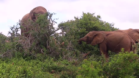 Los-Elefantes-Africanos-Comen-Hojas-Verdes-Vívidas-En-La-Reserva-De-Caza-De-Kariega.