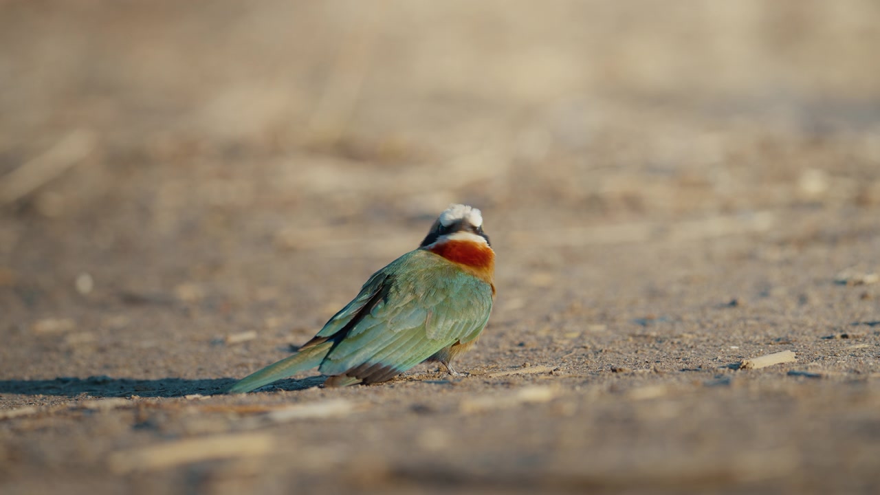 Gruccione frontebianca che riposa a terra nel Parco Nazionale di Gonarezhou, Zimbabwe.