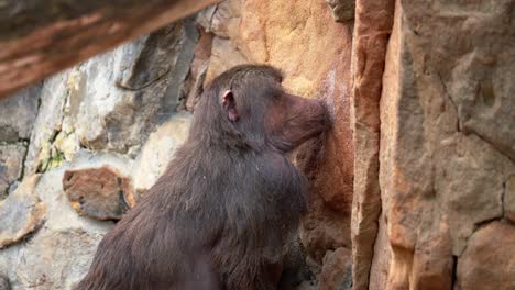 Baboon-Monkey-licking-slot-from-a-stone-wall