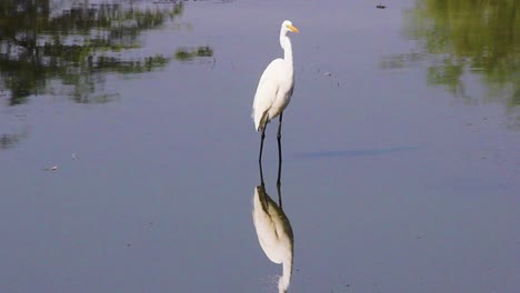 Hermosa-Y-Adorable-Garza-Blanca-India-Buscando-Comida-En-El-Agua-Del-Lago-I-Garza-Blanca-India-En-El-Lago-Almacen-De-Video