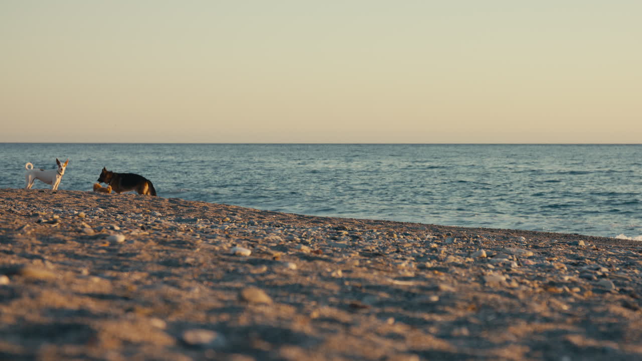 Three dogs interact and play on a gently sloped beach as warm sunset light casts long shadows. They exit the frame