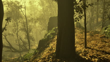captivating misty forest landscape during early morning light