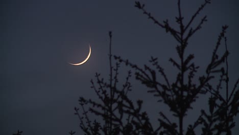 Silberne-Mondsichel-In-Der-Nacht