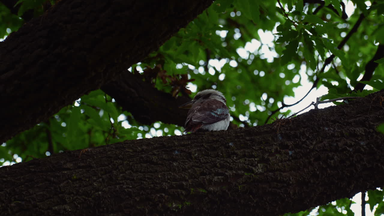 물총새 물총새 호주