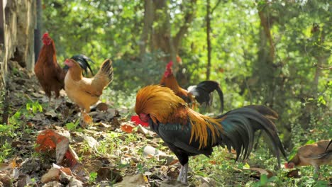 group of chickens and cock feeding together in mountain, chiang mai , thailand