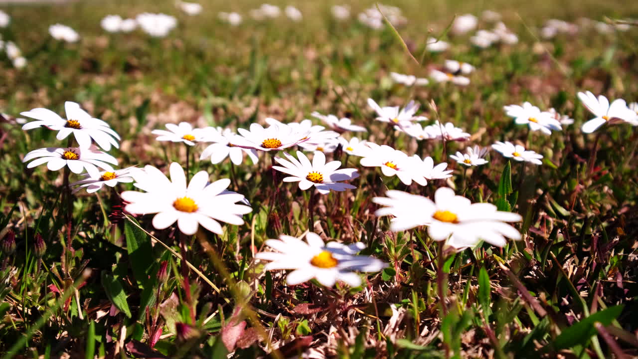 Springtime white daisies in bloom in countryside meadow, close-up