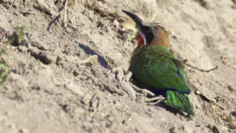 white-fronted bee-eater