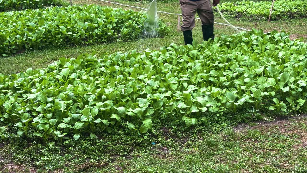 A lush backyard vegetable patch being gently watered. Rows of vibrant green plants thriving in rich soil, set under natural daylight