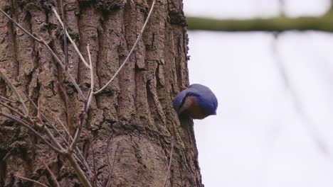 trepador azul euroasiático, sitta europaea, busca comida en el tronco del árbol, primer plano, cámara lenta