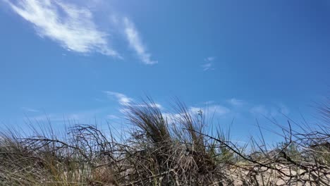 Steppe-grasses-on-the-beach-drought-motif,-climate-change