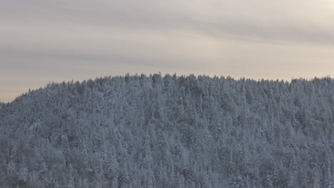 white snow-covered forest in quebec, canada in winter - aerial shot