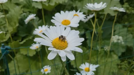 bumble bee pollinating daisy flowers, nature pollinator detail, close up