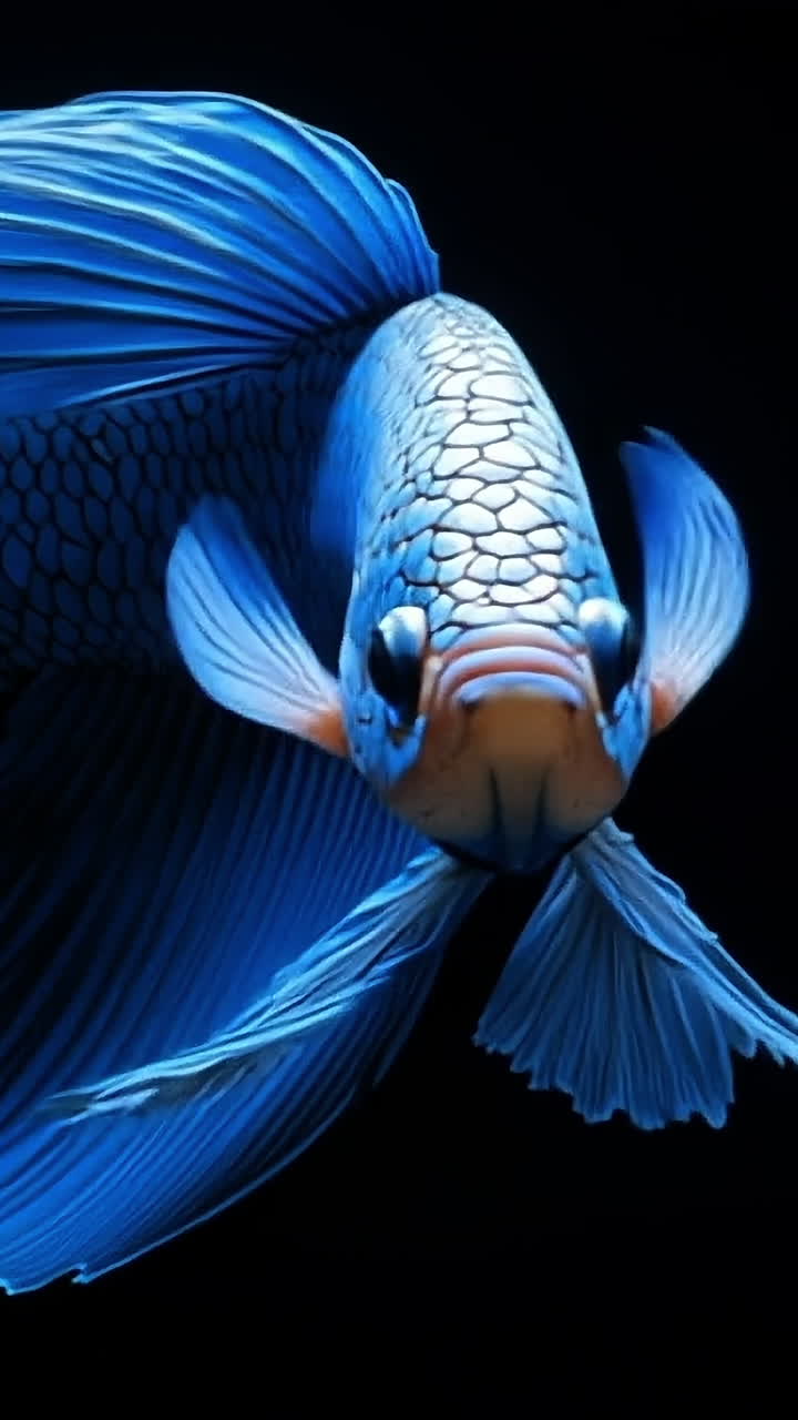 Vibrant blue fish swimming gracefully. A stunning blue fish glides effortlessly through the water, showcasing its flowing fins and shimmering scales.