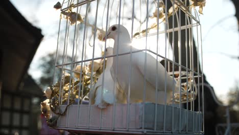 Palomas-De-Boda-En-Una-Boda-Alemana.-Camara-Lenta