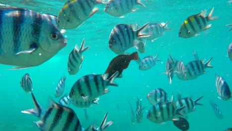 Video-De-Viaje-Que-Comienza-En-La-Superficie-Del-Agua-Con-Barcos-Indonesios-En-La-Distancia,-Moviéndose-Bajo-El-Agua-Con-Muchos-Peces-Tropicales-Y-Corales-Coloridos,-Anuncio-Perfecto-De-Bali-Para-Las-Vacaciones-De-Verano