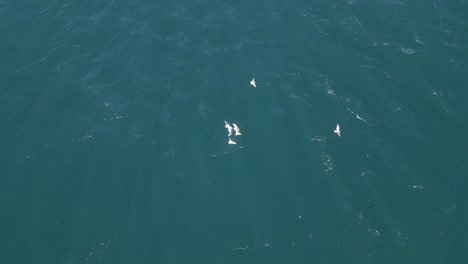 flock of seaguls hovering over the ocean surface waiting for fish to prey. aerial top down view