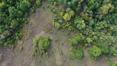 Hermoso-Paisaje-De-Drones-Del-Bosque-De-Verano