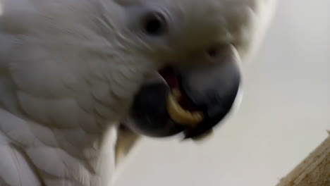 close-up of a white cockatoo