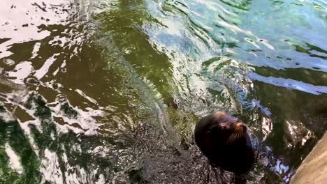 big playful sea lion seal making twirk face in the aquarium