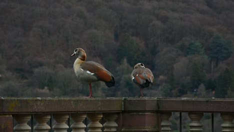 male and female bavarian wild geese sitting on stone wall in the cold winter morning with mountain as backdrop in germany