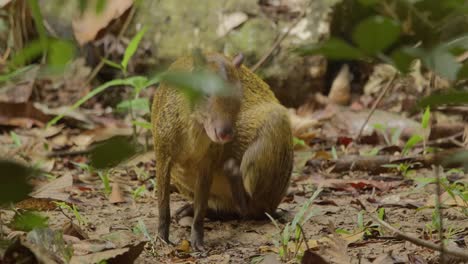 Ein-Agouti,-Der-Auf-Dem-Waldboden-Sitzt,-Putzt-Und-Dann-Weggeht