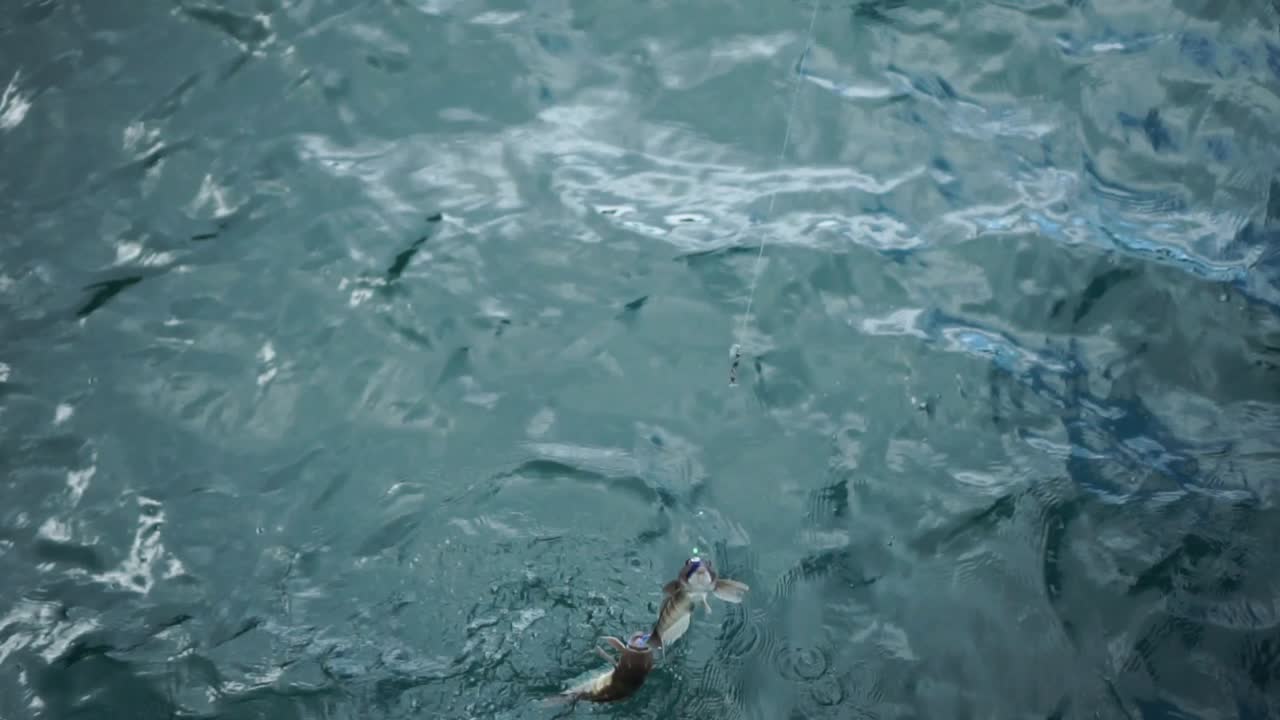 뉴질랜드에서 바다에서 두 마리의 물고기가 뽑히고 있습니다.