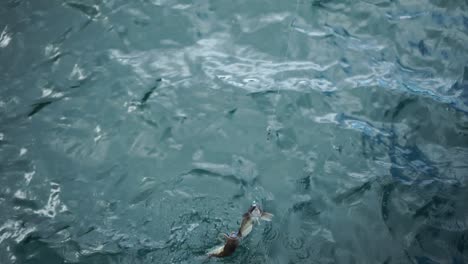 two fish being pulled out from ocean in new zealand