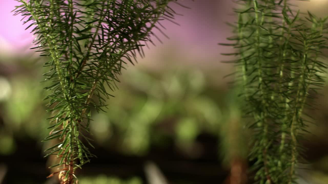 plántulas de árboles de coníferas cultivadas a partir de semillas, brotes jóvenes, cultivo de plantas