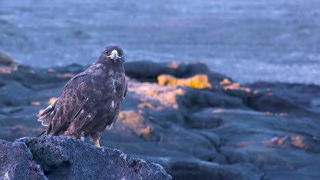 Un-Halcón-De-Galápagos-Se-Encuentra-En-La-Orilla