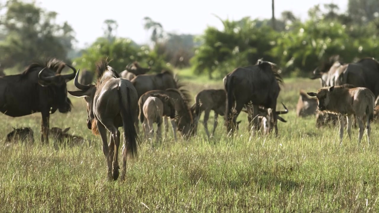Mandria di gnu, Botswana, Africa.