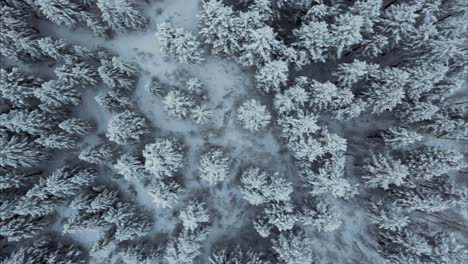 birdseye top down view of a frozen utah forest in winter