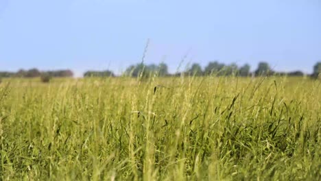 Grass-moving-on-the-wind-with-focus-rack-in-4K