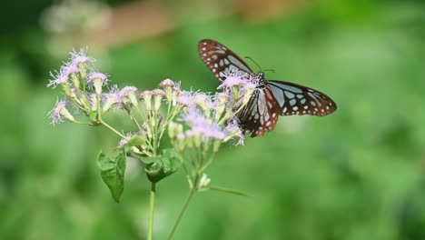 Dunkelblauer-Glastiger,-Ideopsis-Vulgaris-Macrina,-Schmetterling,-Kaeng-Krachan-Nationalpark,-Thailand,-4k-Aufnahmen