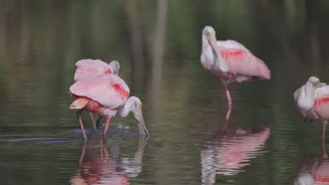 cucharaditas rosadas limpiándose y persiguiéndose unas a otras en aguas dulces poco profundas en florida