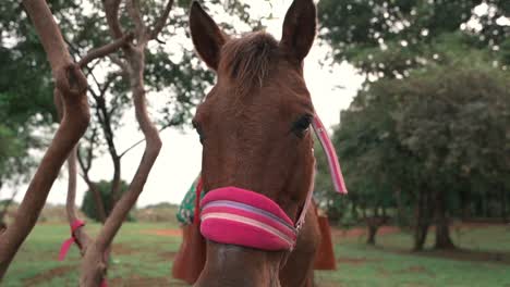 Approaches-a-beautiful-brown-horse-in-a-woodland