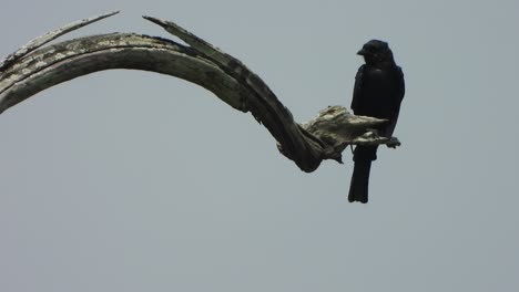 beautiful black bird - in tree