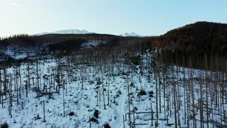 Eerie-morning-with-destroyed-looking-forest-on-slope-of-winter-mountain