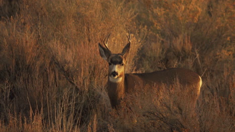 a deer looks around and looks directly into the camera