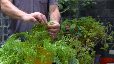 male hands taking care of pilea microphylla or angeloweed plant at home