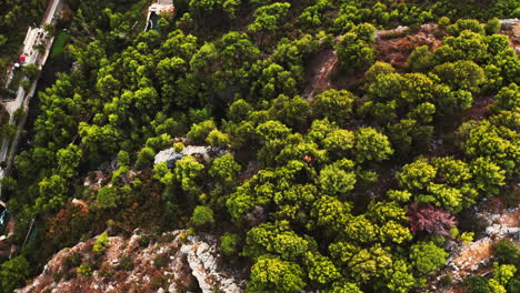 aerial top view of a nice structured ground and trees