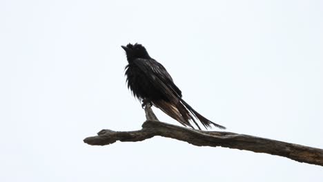 drongo negro escalofriante en el árbol uhd mp4 4k