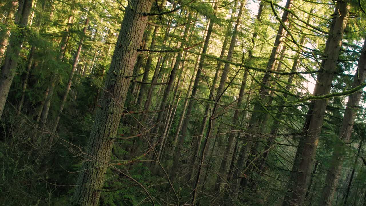 Ripresa aerea astratta con allontanamento tra gli alberi della foresta che ruota per creare suspense.