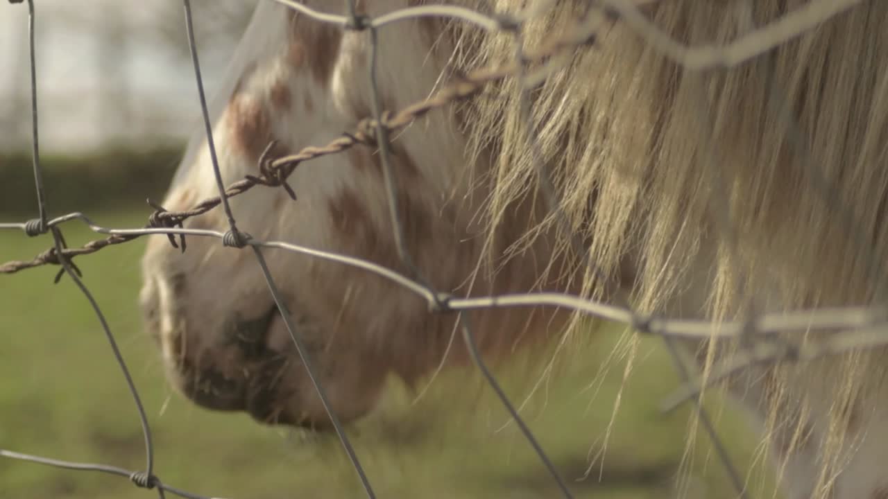 pônei em um campo com crina fluindo