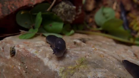 close up of black round back slug perched on top of rock, lifts its head up, slomo