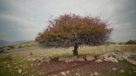 Zooming-in-view-on-dead-looking-carob-tree-on-rocky-barren-terrain-in-Israel