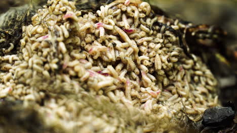 close up of grave worms, death worm larvae, caterpillars eating a rabbit corpse