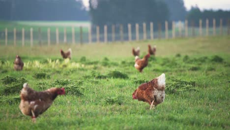 organic chickens feeding on the green grass in a farm in new zealand - medium shot