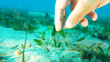 La-Plantación-De-Pastos-Marinos-Bajo-El-Agua-En-Un-área-Del-Fondo-Del-Océano-Que-Necesita-Rejuvenecimiento